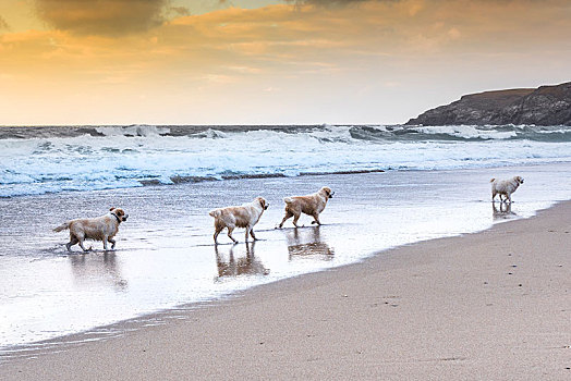 金毛猎犬,享受,走,海岸线,湾,海滩,康沃尔