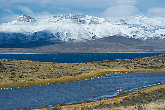 智利红鹤,托雷德裴恩国家公园,巴塔哥尼亚,智利,南美