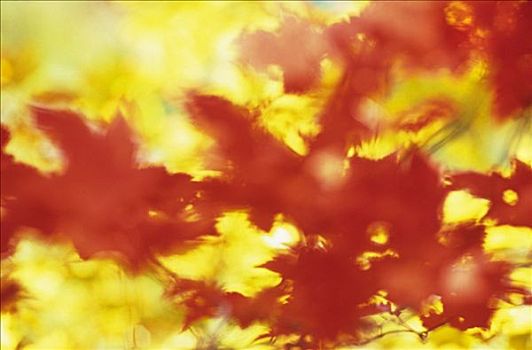 红色,黄色,色彩,糖枫,叶子,糖槭,深秋,国家公园,东方,加拿大