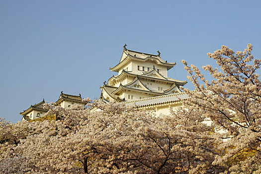 姬路城堡,春天,兵库,日本