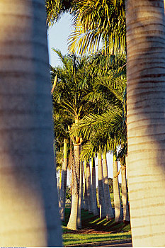 棕榈树,瓜德罗普,法国,西印度群岛