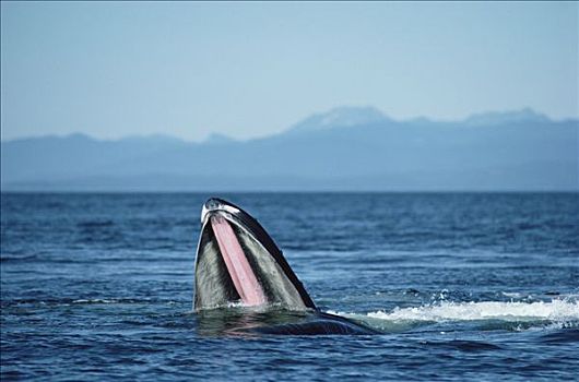 驼背鲸,大翅鲸属,鲸鱼,进食,展示,鲸须,阿拉斯加