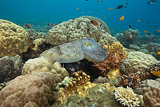 墨鱼,深褐色,游泳,上方,珊瑚礁,米尔恩湾,巴布亚新几内亚