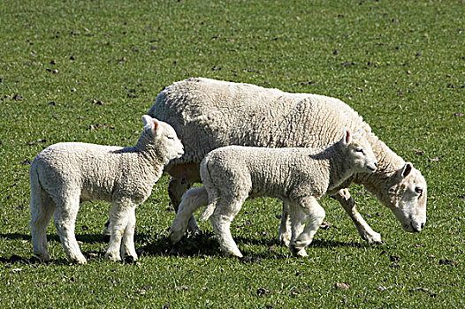 绵羊,羊羔,靠近,奥塔哥,南岛,新西兰
