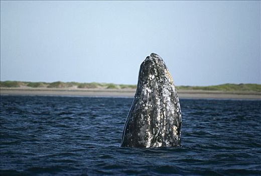 灰鲸,成年,饲养,泻湖,北下加利福尼亚州,墨西哥