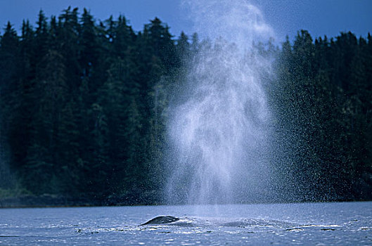 阿拉斯加,通加斯国家森林,雾气,空中,驼背鲸,大翅鲸属,呼吸,水面
