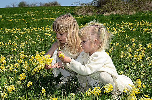 两个女孩,2岁,穿,夏裙,地点,黄花九轮草,瑞典,欧洲