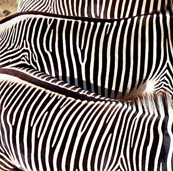 条纹,细纹斑马,肯尼亚