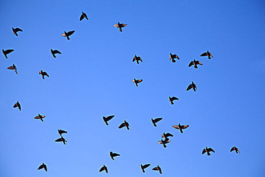 天空中成群的鸟儿在展翅飞翔