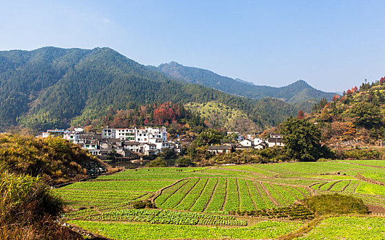 石城,程村,红叶