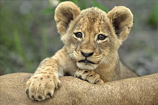 狮子,豹,幼兽,肖像,南非