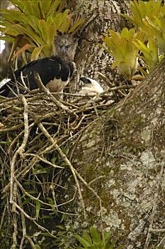 哈比鹰,角雕,母亲,五个,老,幼禽,鸟窝,树,河,排水,亚马逊雨林,厄瓜多尔