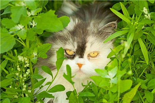猫,隐藏,草丛