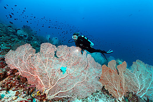 潜水,看,柳珊瑚目,珊瑚礁,印度洋,马尔代夫,亚洲