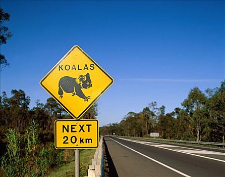 树袋熊,路标,道路,昆士兰,澳大利亚