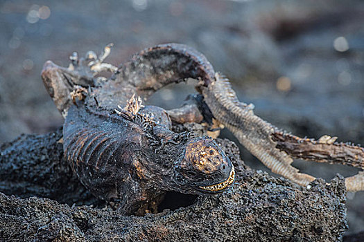 加拉帕戈斯群岛海鬣蜥尸体骨骼
