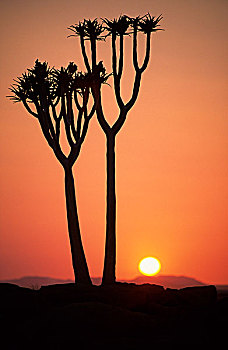震动,树,小树,剪影,日出,纳米比诺克陆夫国家公园,纳米比亚,非洲