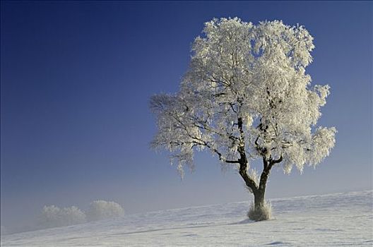 桦树,桦属,白霜