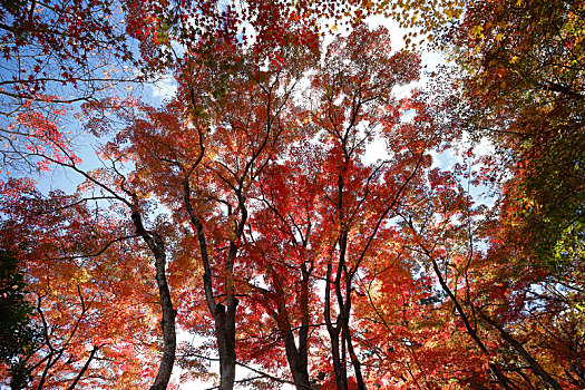 日本京都岚山常寂光寺