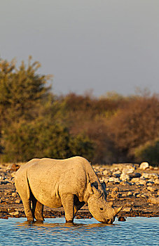 黑犀牛,犀牛,雄性,喝,水潭,夜光,埃托沙国家公园,纳米比亚,非洲