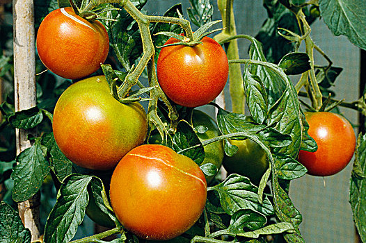 西红柿,水果,特写