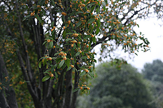 桂花桂树桂花树