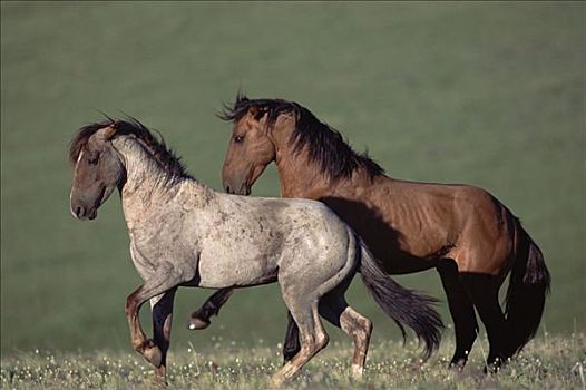 马,马匹,姿势,饲养,季节,夏季,蒙大拿