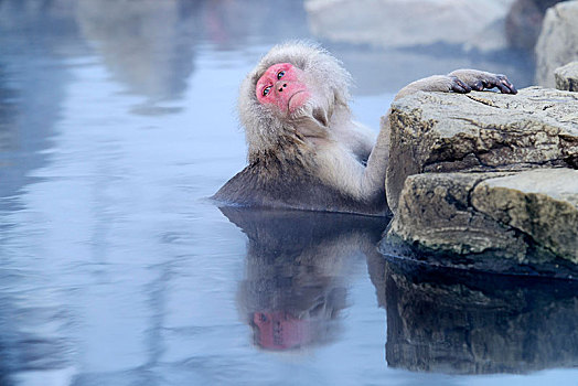 日本猕猴,雪猴,沐浴,温泉,长野,日本,亚洲