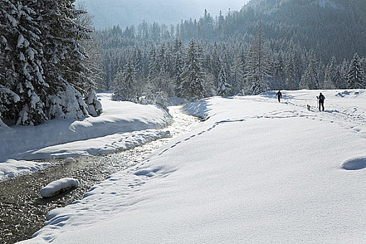 远足者,狗,走,冬季风景,萨尔茨堡,奥地利