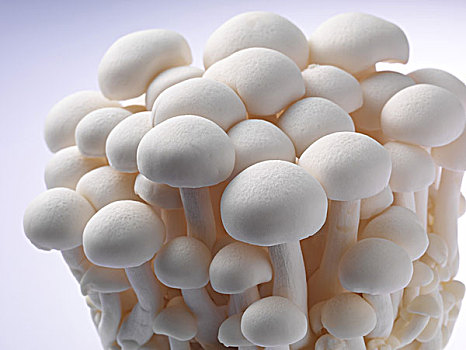 白色菇类大全种类图片
