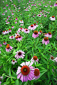 金花菊,紫锥菊,花园,尼亚加拉,植物园,尼亚加拉瀑布,加拿大
