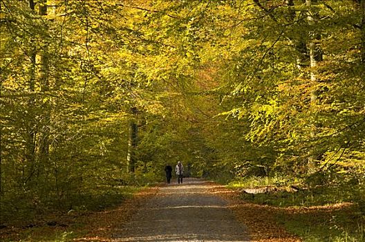 林道,秋天,山毛榉,树林,德国,欧洲