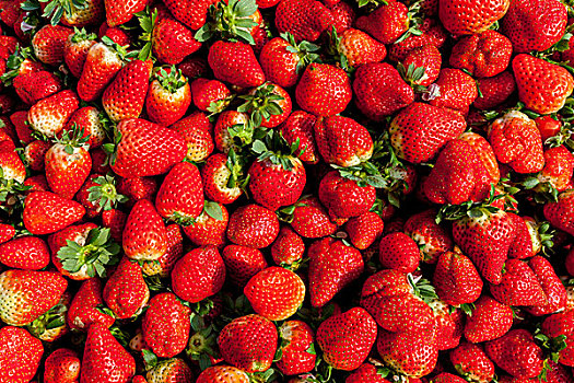 多个红色成熟草莓