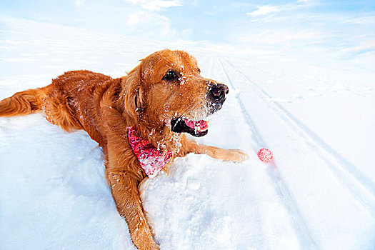 拉布拉多犬,玩具,躺着,雪