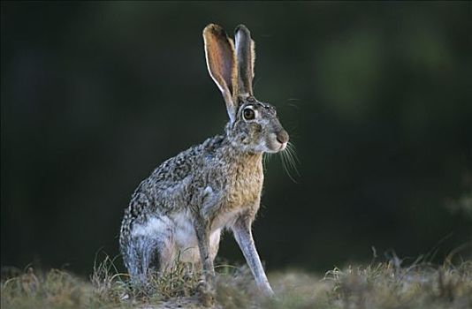 兔属,成年,瑞欧格兰山谷,德克萨斯,美国