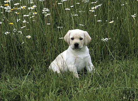 拉布拉多犬,小狗