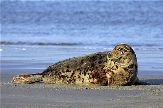 雌性,卧,海滩,日光浴,灰海豹