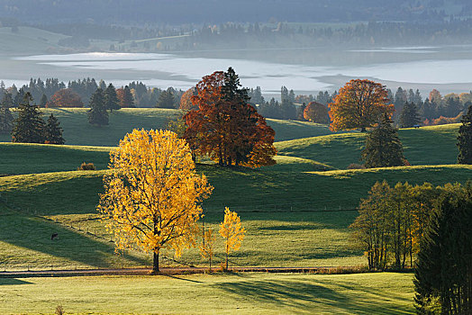 秋天,早晨,上方,湖,靠近,斯瓦比亚,巴伐利亚,德国,欧洲