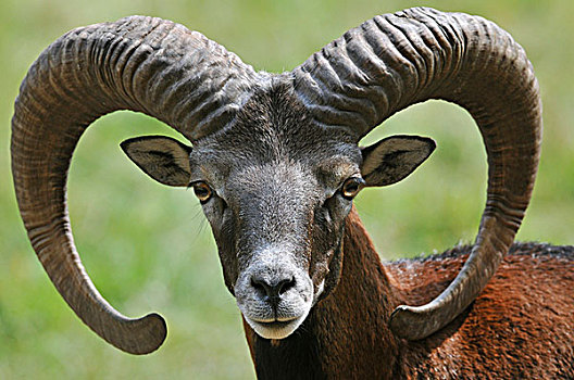 欧洲盘羊,公羊,头像,自然保护区,下萨克森,德国,欧洲