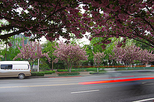 城市道路和樱花