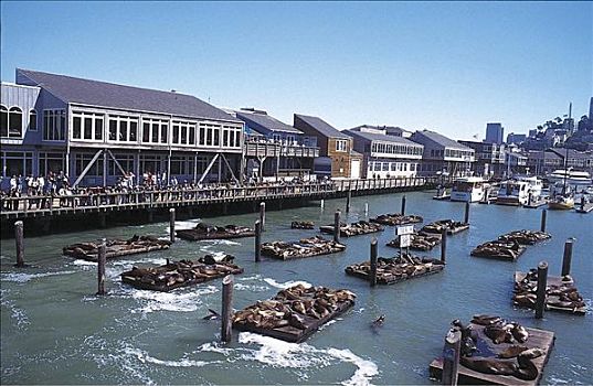 旧金山,码头,海豹,哺乳动物,加利福尼亚,美国,北美,动物