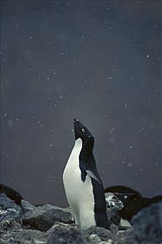 阿德利企鹅,陶醉,展示,亮光,下雪,保利特岛,威德尔海,南极