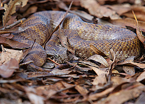 北方,死亡,蝰蛇,保护色,澳大利亚北部,澳大利亚