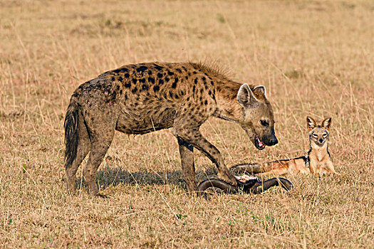 饥饿,豺,黑背豺,看,斑鬣狗,畜体,马赛马拉国家保护区,肯尼亚,非洲