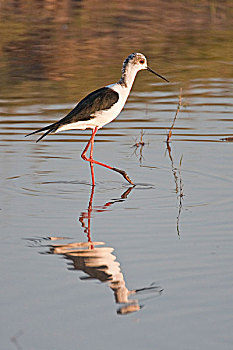 黑翅长脚鹬,普通,乔贝国家公园,博茨瓦纳,非洲