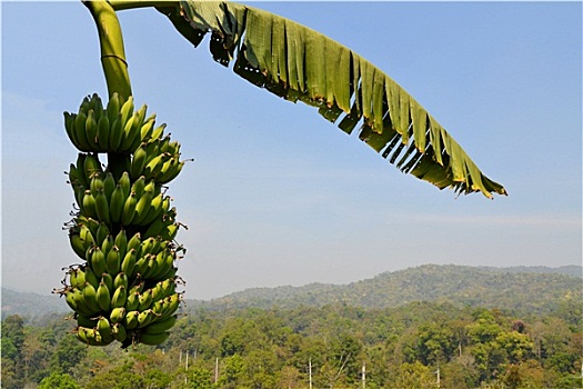 香蕉树,香蕉串