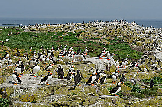 角嘴海雀,北极,法恩群岛,诺森伯兰郡,英格兰,英国,欧洲