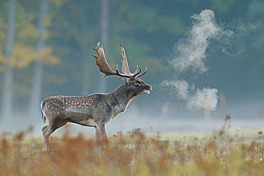 雄性,扁角鹿,黇鹿,黑森州,德国
