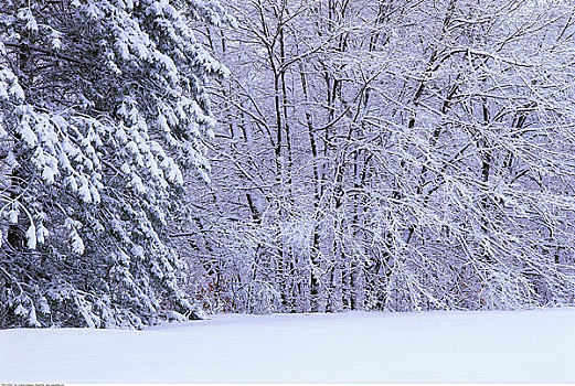 雪,遮盖,树