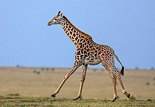 肯尼亚,马赛马拉,马赛长颈鹿,马赛马拉国家保护区
